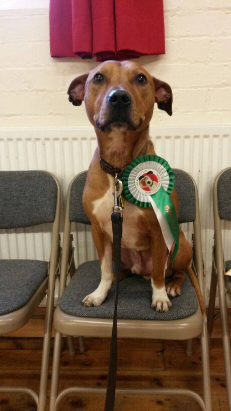 Dog with award